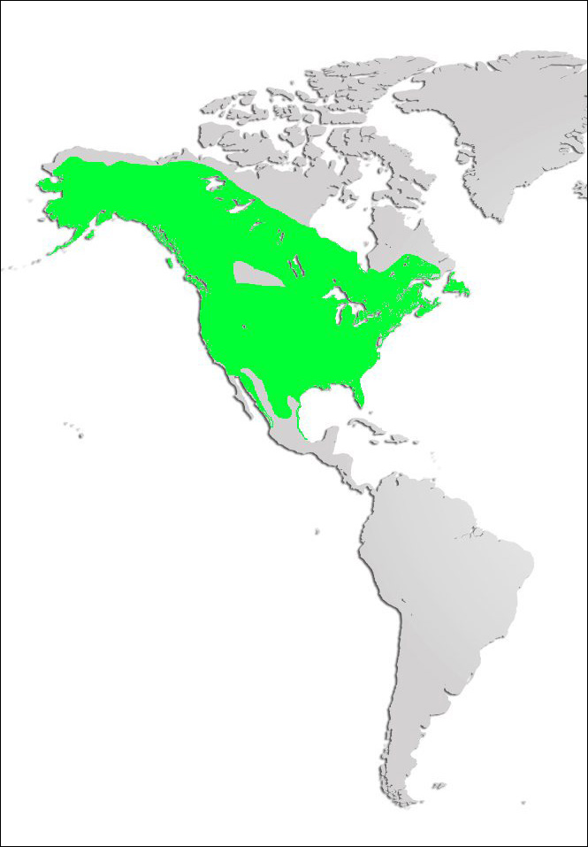 Bald Eagle Map