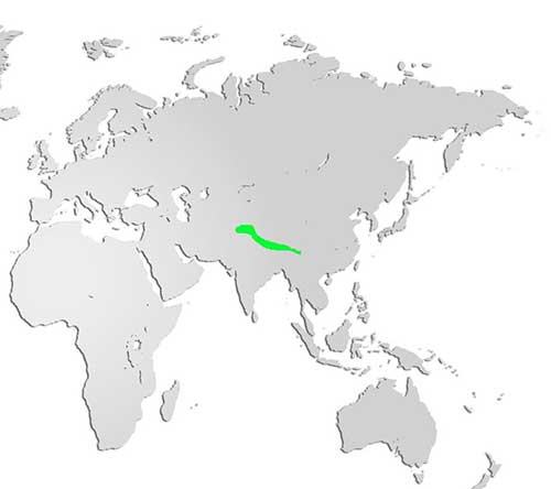 Himalayan Monal Map