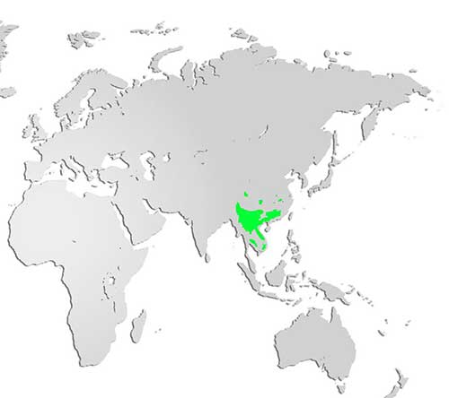 Silver Pheasant Map