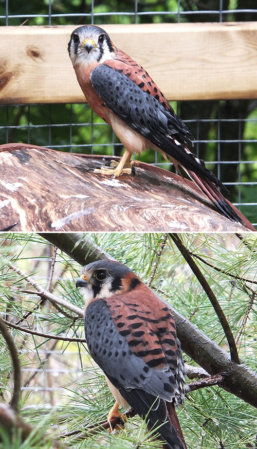 American Kestrel