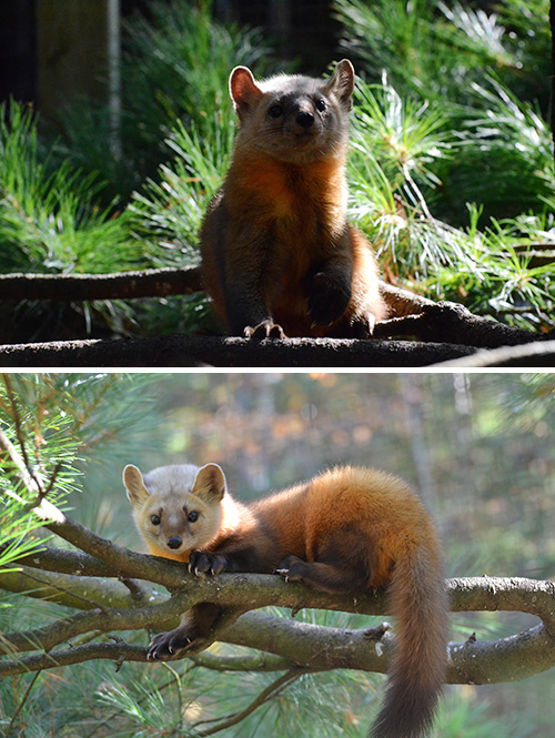 American Marten