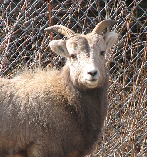 Big-Horn-Sheep