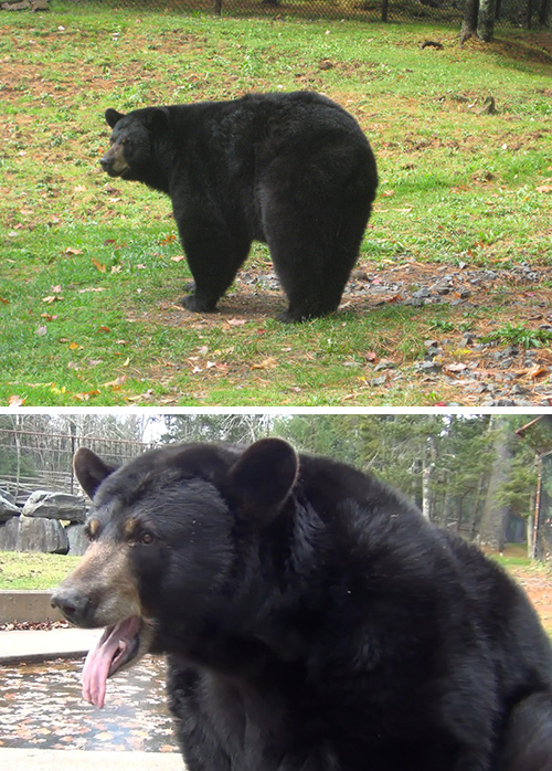 The Bare Facts on Black Bears - Nature Canada