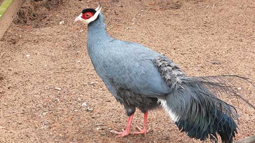 A) Blue Eared Pheasant-Natural Blue – FeathersMC