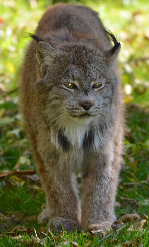 Canada Lynx