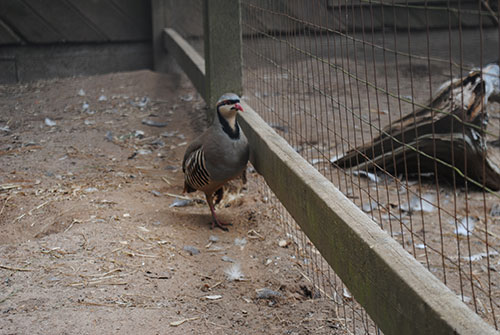 Chukar Partridge