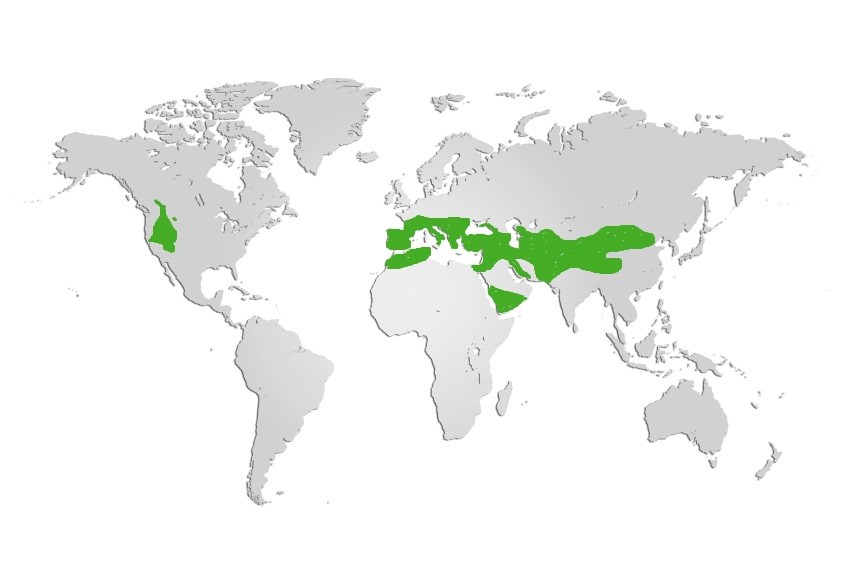 Chukar_Partridge Map