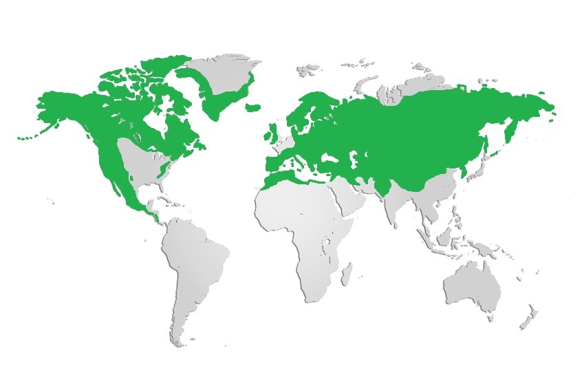 Common Raven Map