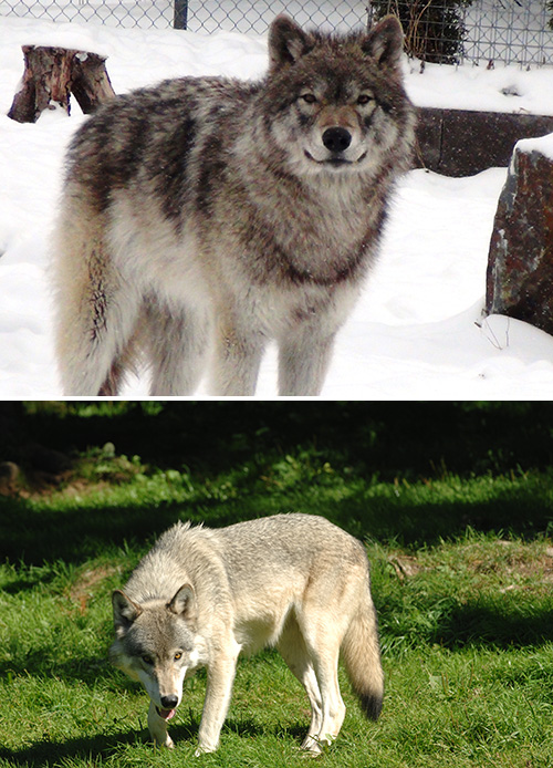 Eastern Coyote