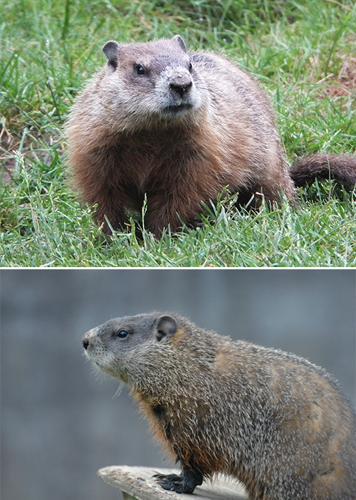 woodchuck vs groundhog