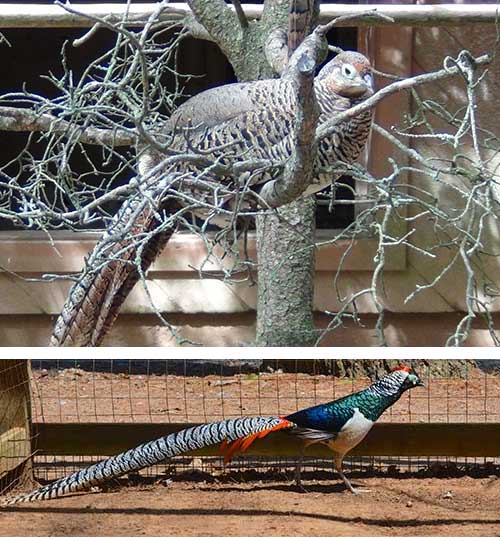 Lady Amherst’s Pheasant