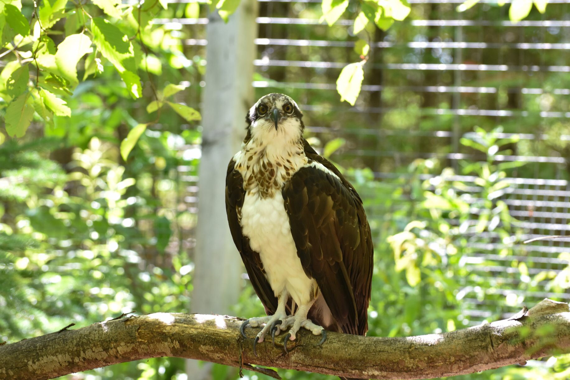 Osprey