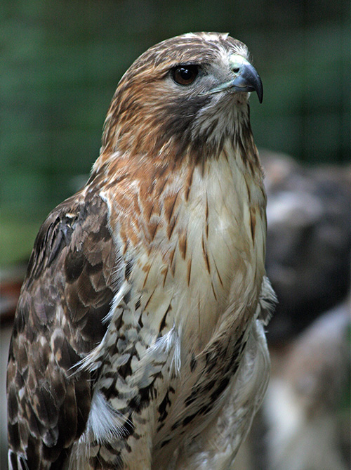 Red-tailed Hawk