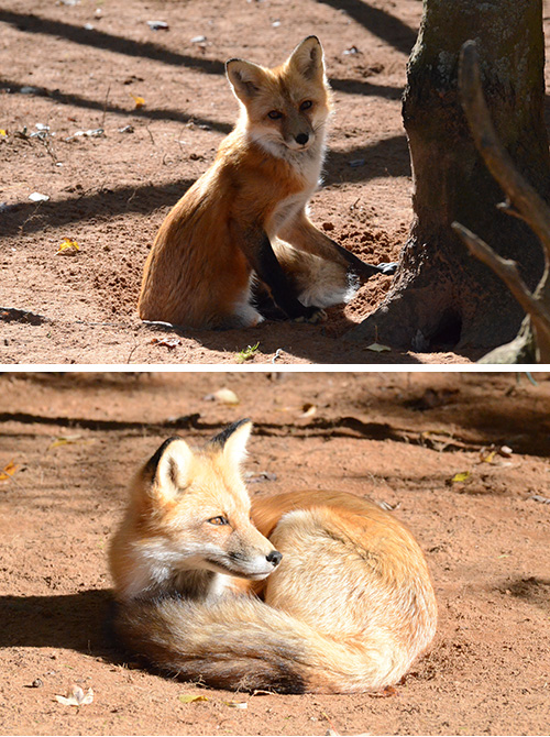 Red fox