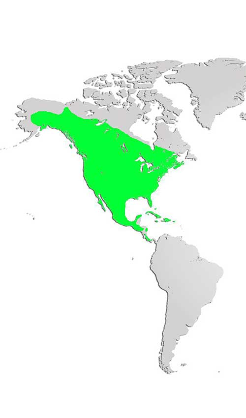 Red Tailed Hawk Map