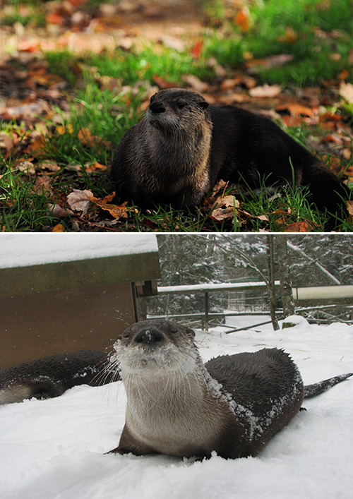 river otter