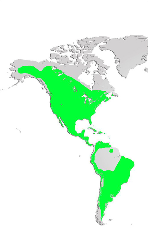 American Kestrel Map