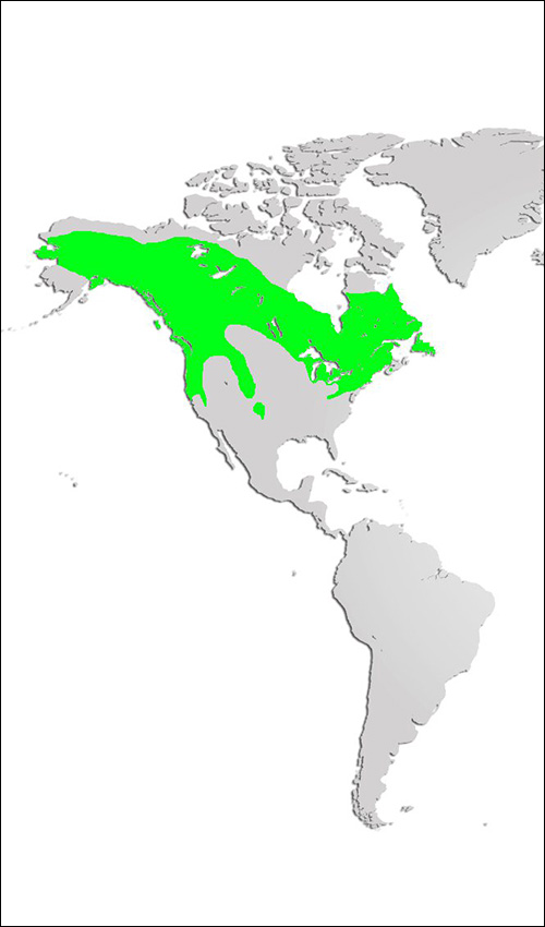 American Marten Map