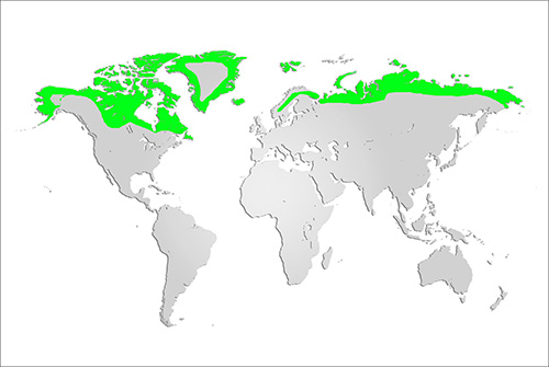 Arctic Fox Map