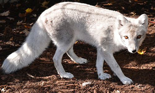 Le renard arctique en hiver 