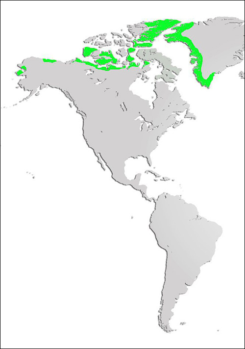 Arctic Wolf Map