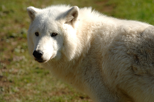 brown arctic wolves