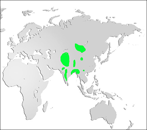 Bar Headed Goose Map