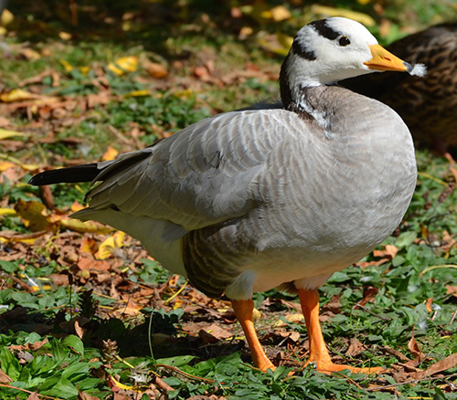 Bar-headed Goose