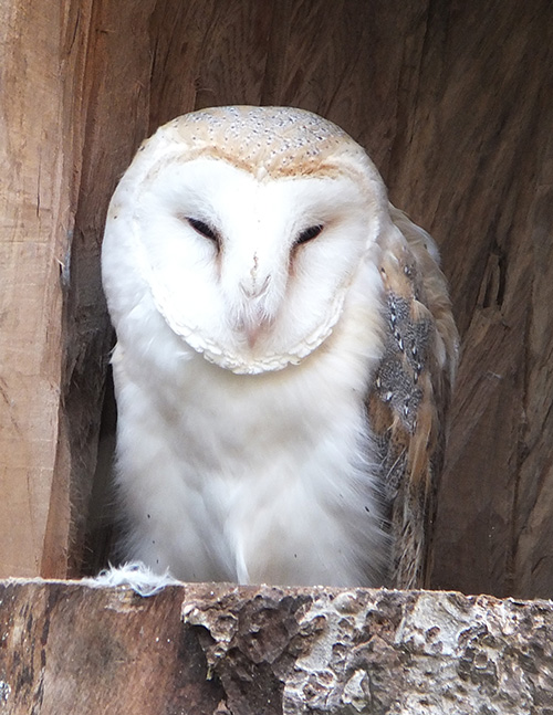 Barn Owl -Shubenacadie Wildlife Park