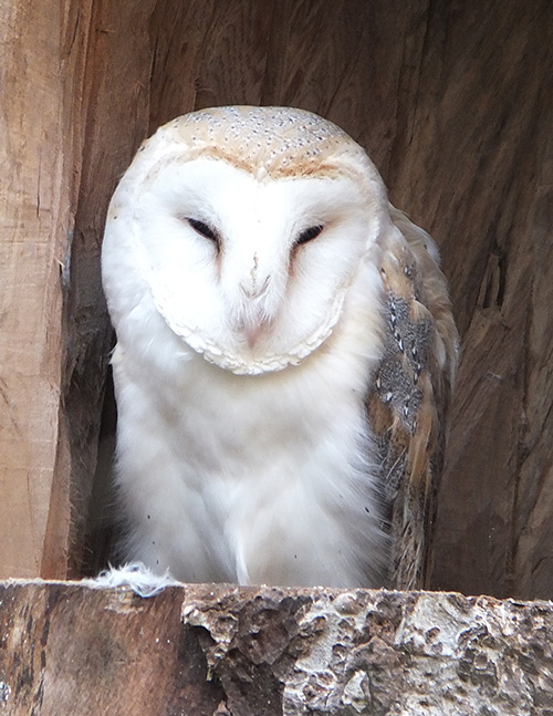 Barn Owl