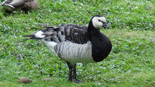 Barnacle Goose