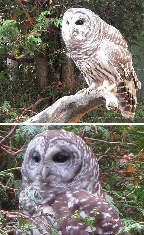 Barred Owl