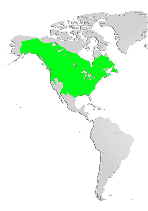 Beaver Map