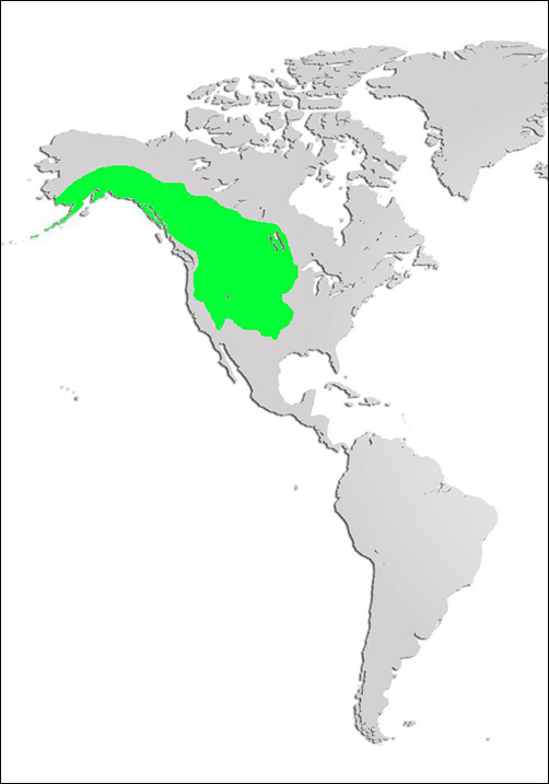 Black Billed Magpie Map