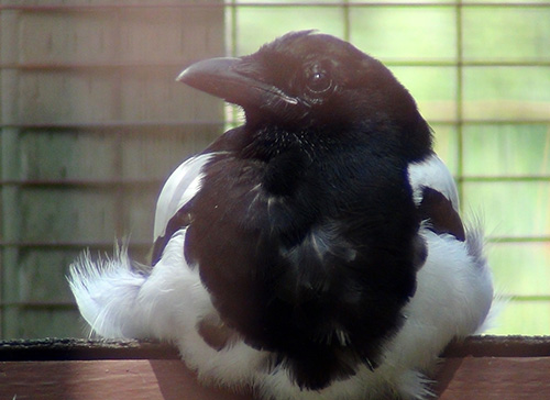 Black-billed Magpie