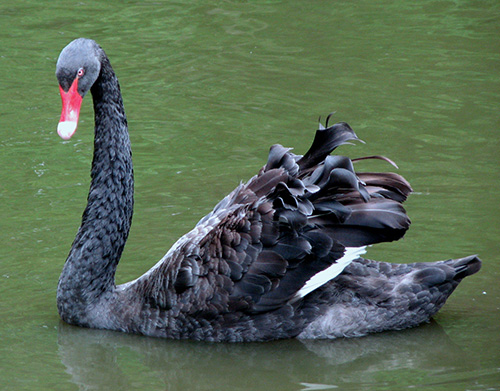 Black Swan -Shubenacadie Wildlife Park