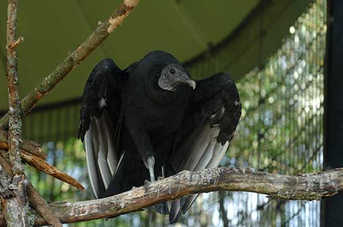 Black Vulture