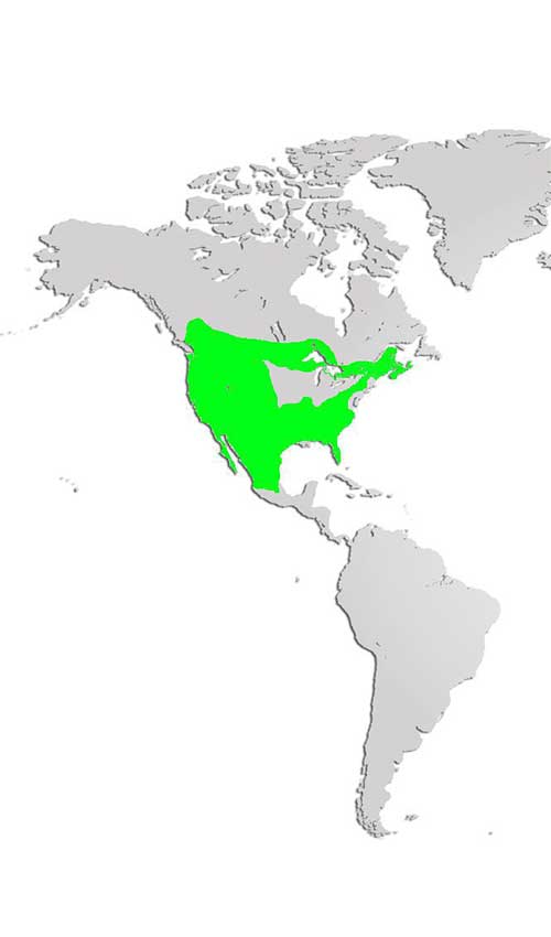 bobcats habitat map