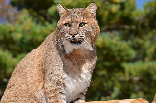 bobcat