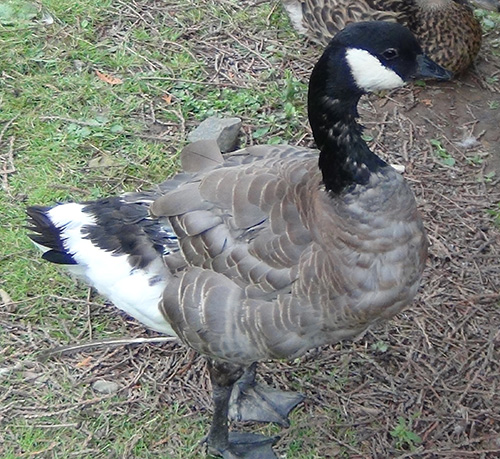 Cackling Canada Goose