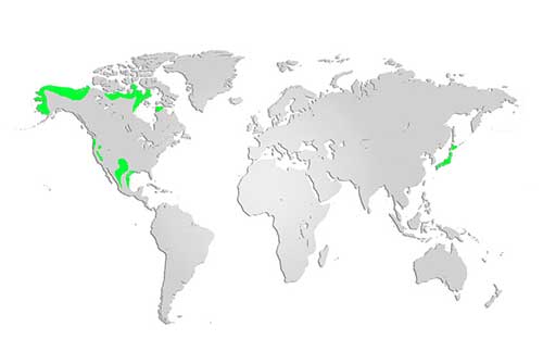 Cackling Goose Map