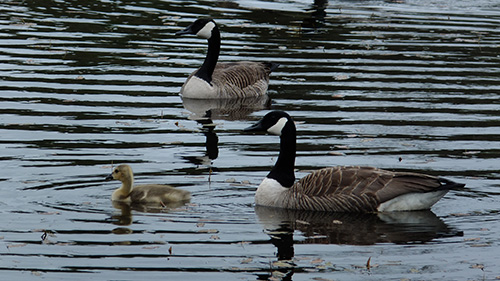 Canada Goose