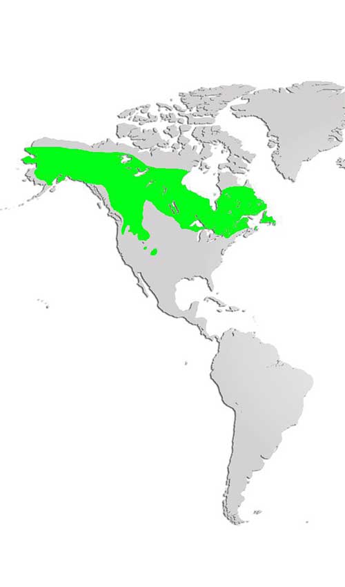 Canada Lynx Map