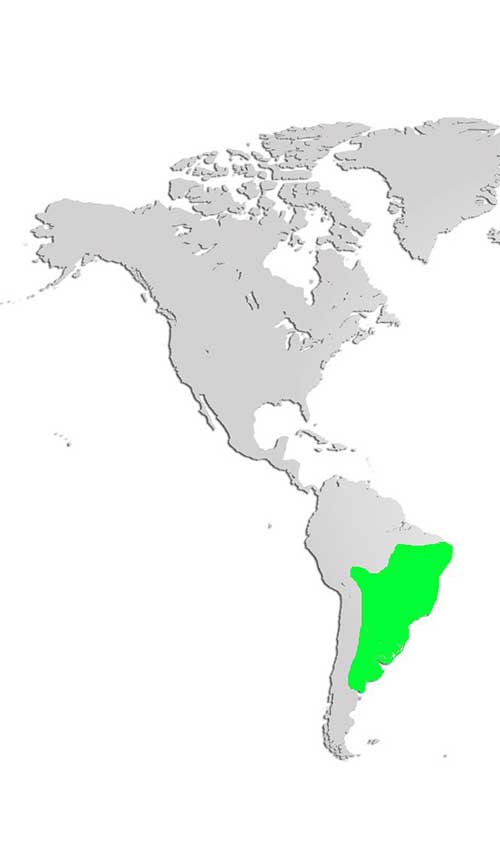 Common Rhea Map