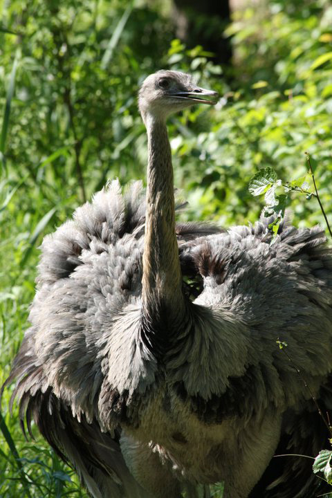 Common Rhea