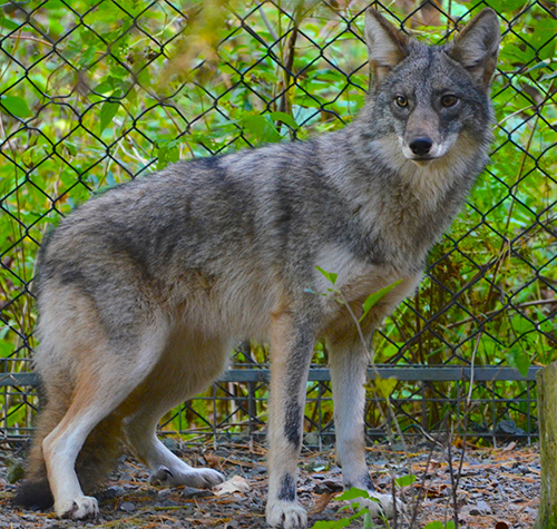 Eastern Coyote