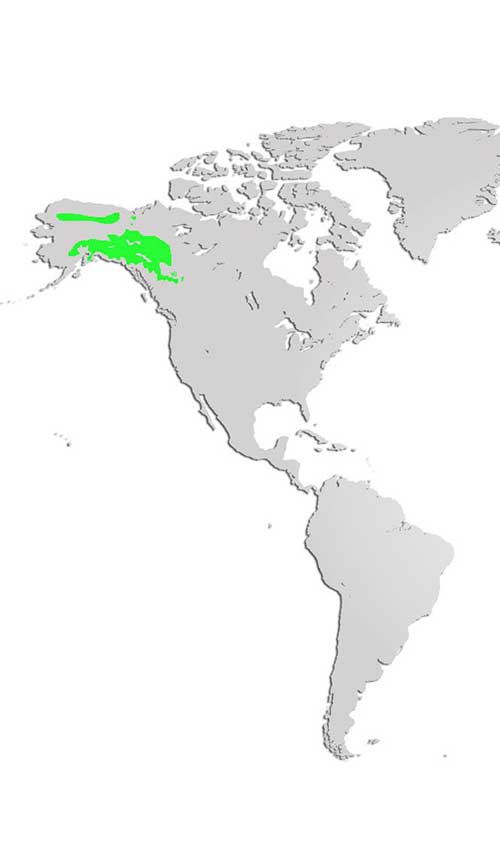 Dall's Sheep Map