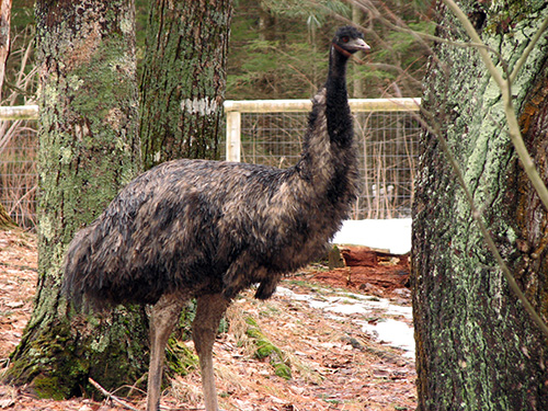 Emu