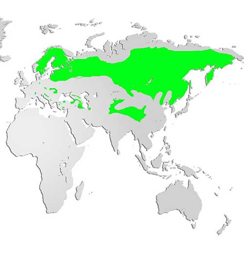 Eurasian Lynx Map