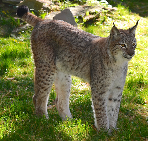 Lynx Boreal Shubenacadie Wildlife Park